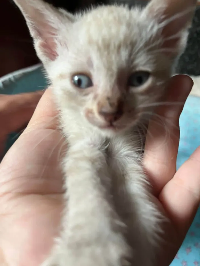 Cachorro ra a SRD-ViraLata idade Abaixo de 2 meses nome Sem mome