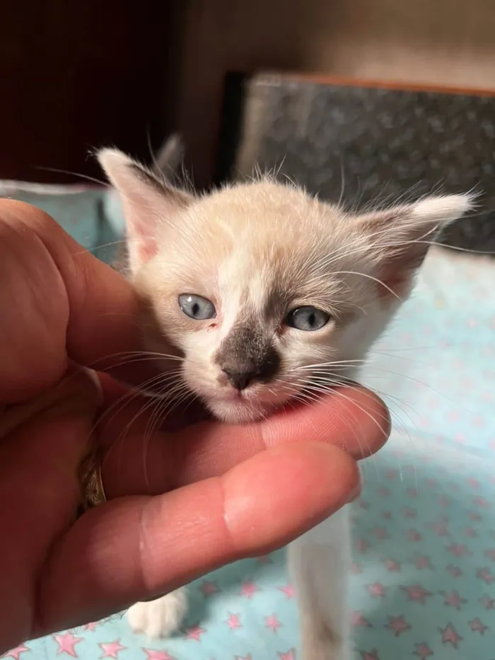 Cachorro ra a SRD-ViraLata idade Abaixo de 2 meses nome Sem mome