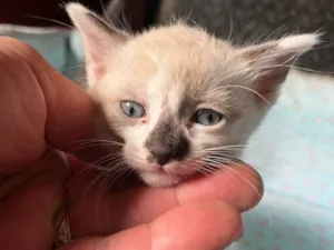 Cachorro raça SRD-ViraLata idade Abaixo de 2 meses nome Sem mome