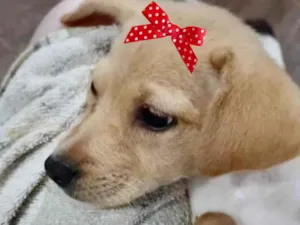 Cachorro raça Mestica  idade 2 a 6 meses nome Mel 