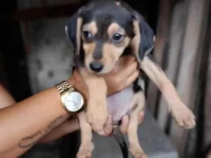 Cachorro raça SRD-ViraLata idade 2 a 6 meses nome Bebê (menino) 
