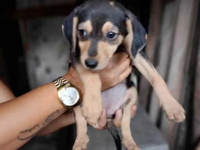 Cachorro ra a SRD-ViraLata idade 2 a 6 meses nome Bebê (menino) 