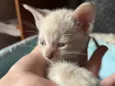 Gatinhos