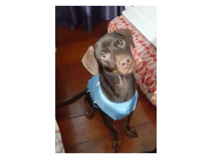 Cachorro ra a Mestiço basset  idade 7 a 11 meses nome Thor 