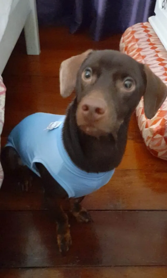 Cachorro ra a Mestiço basset  idade 7 a 11 meses nome Thor 