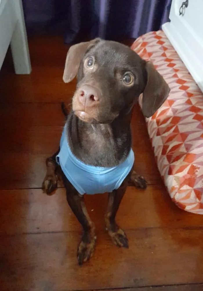 Cachorro ra a Mestiço basset  idade 7 a 11 meses nome Thor 