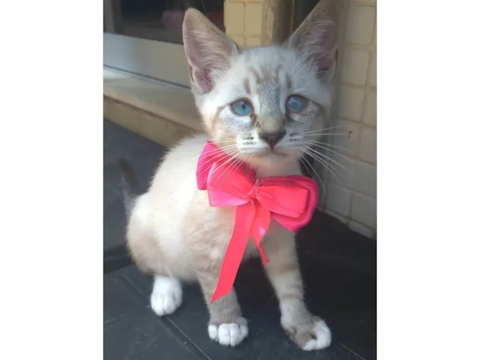 Gato ra a SRD-ViraLata idade 2 a 6 meses nome Tifani