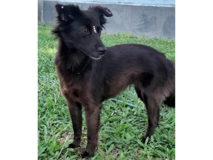 Cachorro ra a SRD-ViraLata idade 1 ano nome Amora