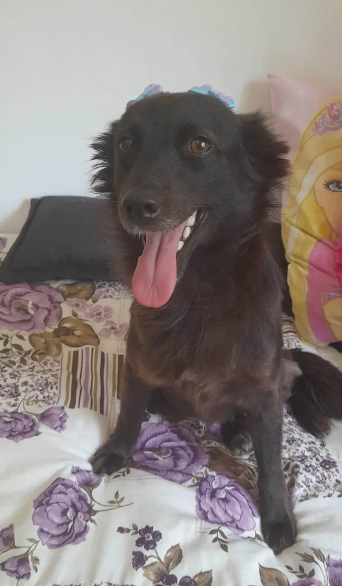 Cachorro ra a SRD-ViraLata idade 1 ano nome Amora