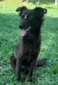 Amora