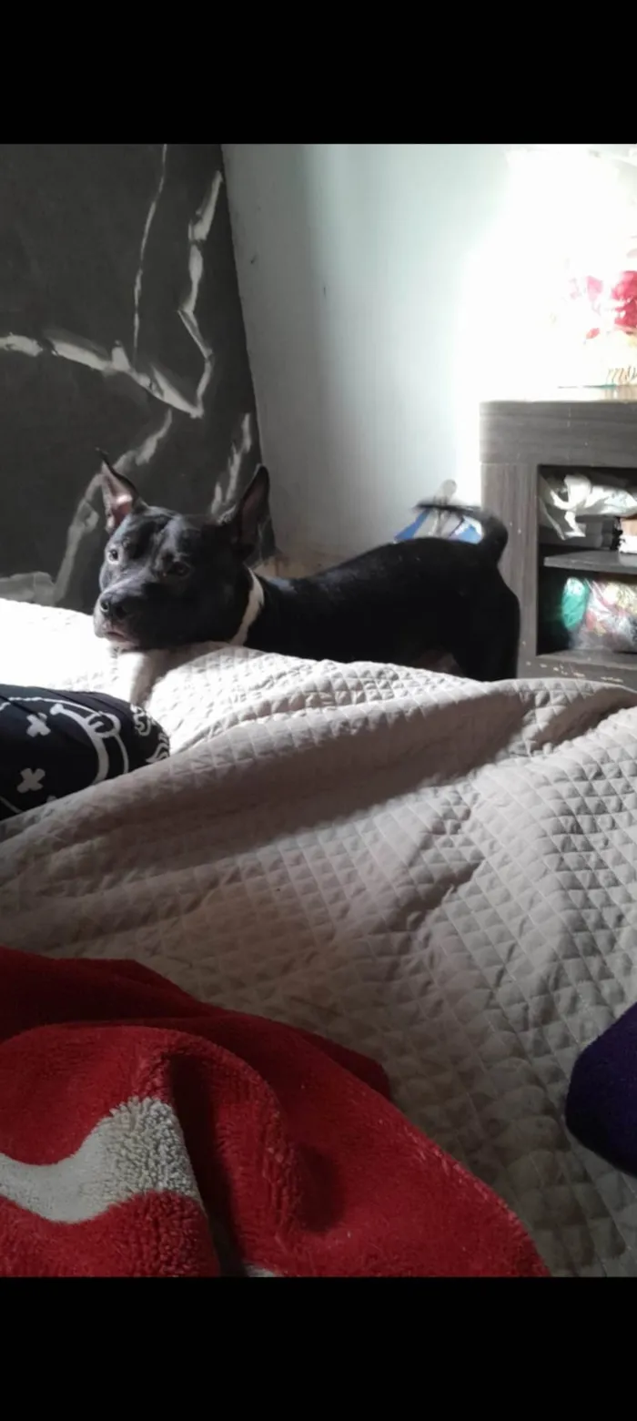 Cachorro ra a Pitbull monster idade 1 ano nome Mike