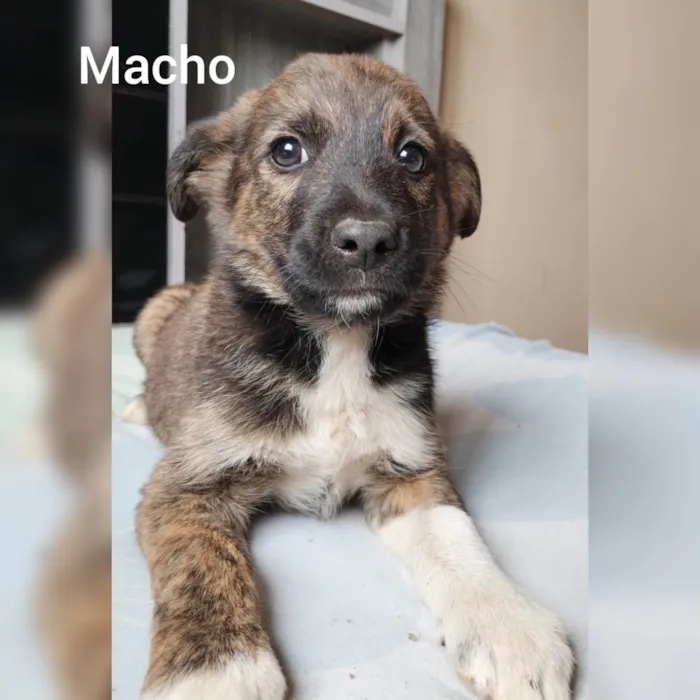 Cachorro ra a Vira lata  idade 2 a 6 meses nome Sem nome