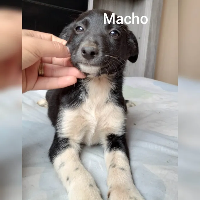 Cachorro ra a Vira lata  idade 2 a 6 meses nome Sem nome