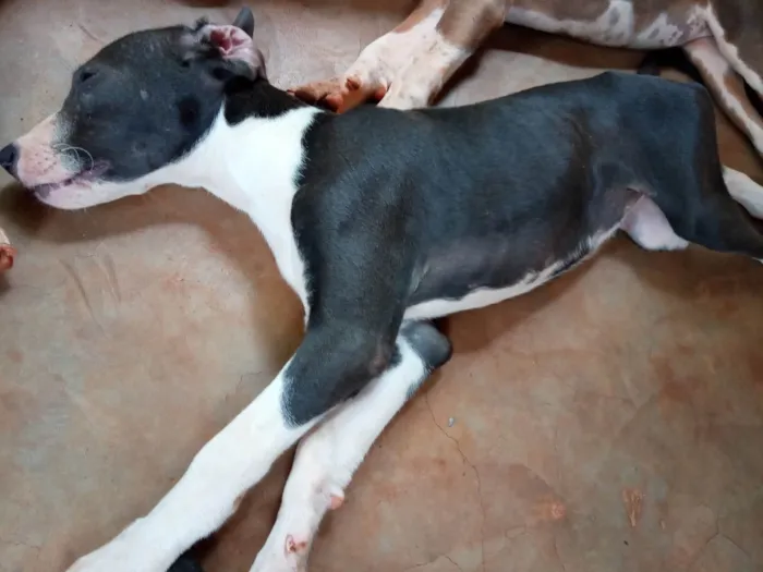 Cachorro ra a SRD-ViraLata idade 2 a 6 meses nome Comprida