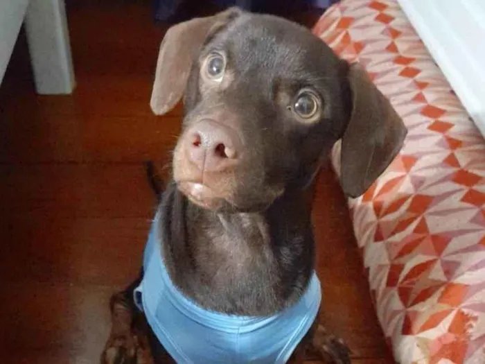 Cachorro ra a Mestiço basset  idade 7 a 11 meses nome Thor 