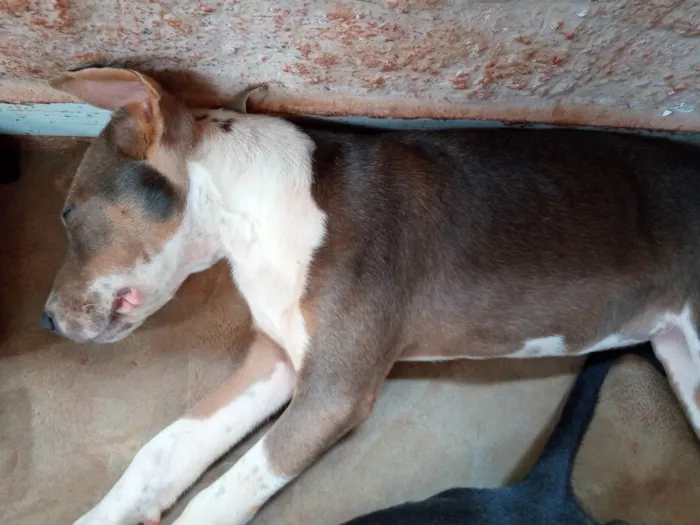 Cachorro ra a SRD-ViraLata idade 2 a 6 meses nome Grandona