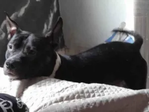 Cachorro raça Pitbull monster idade 1 ano nome Mike
