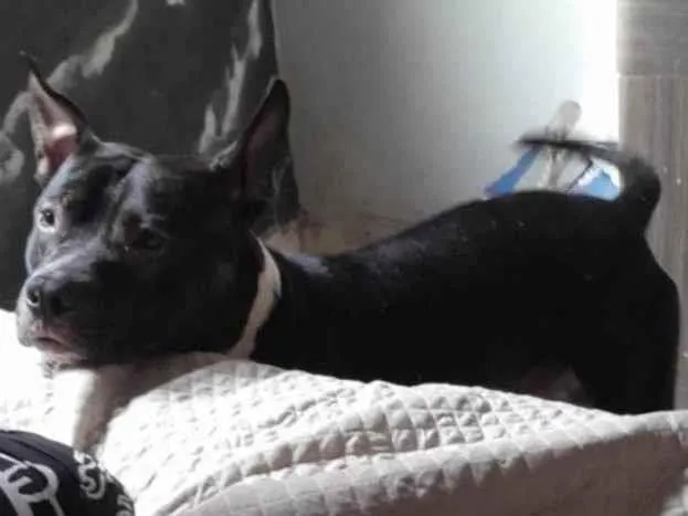 Cachorro ra a Pitbull monster idade 1 ano nome Mike
