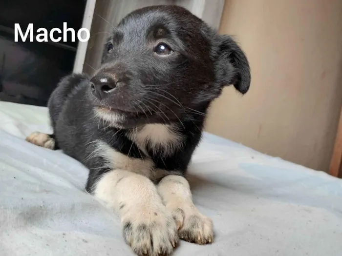 Cachorro ra a Vira lata  idade 2 a 6 meses nome Sem nome