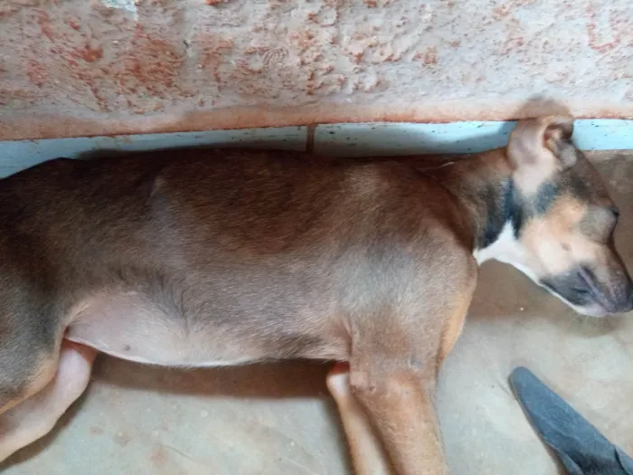 Cachorro ra a SRD-ViraLata idade 2 a 6 meses nome Miudinha 