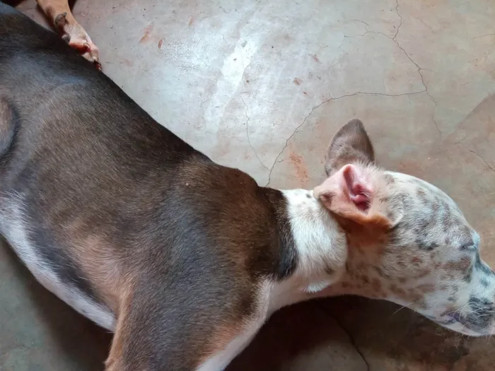 Cachorro ra a SRD-ViraLata idade 2 a 6 meses nome Pintando 