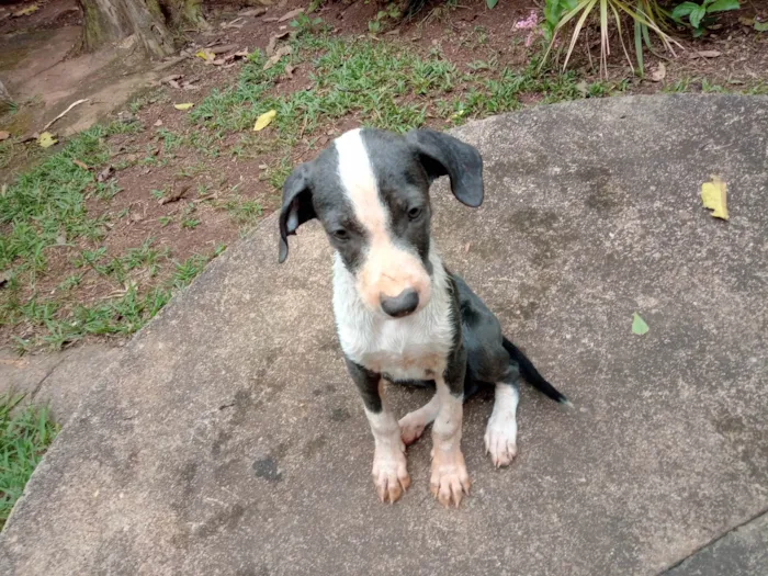 Cachorro ra a SRD-ViraLata idade 2 a 6 meses nome Comprida