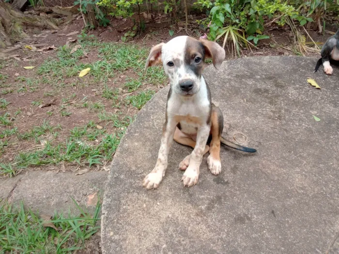 Cachorro ra a SRD-ViraLata idade 2 a 6 meses nome Pintando 