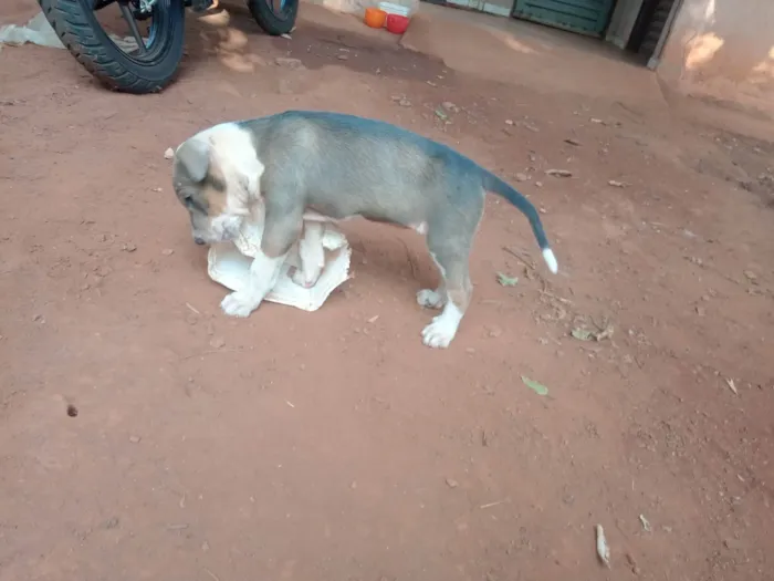 Cachorro ra a SRD-ViraLata idade 2 a 6 meses nome Grandona