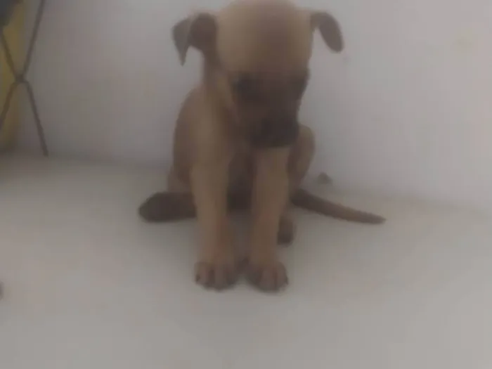 Cachorro ra a ND idade Abaixo de 2 meses nome Bebê 1