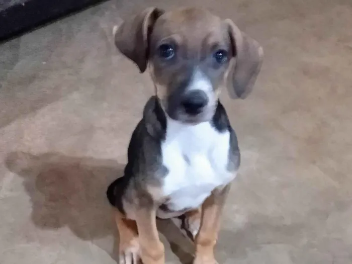 Cachorro ra a SRD-ViraLata idade 2 a 6 meses nome Miudinha 