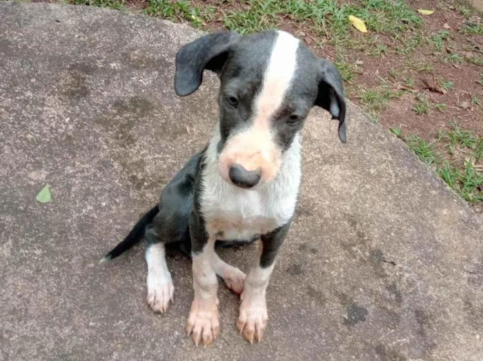 Cachorro ra a SRD-ViraLata idade 2 a 6 meses nome Comprida