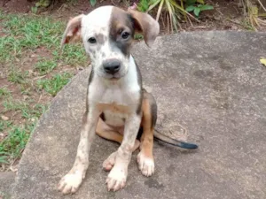 Cachorro raça SRD-ViraLata idade 2 a 6 meses nome Pintando 