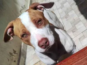 Cachorro raça Pitbull red nouse  idade 7 a 11 meses nome Vilão 