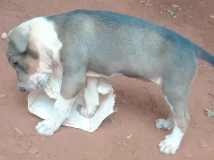 Cachorro ra a SRD-ViraLata idade 2 a 6 meses nome Grandona