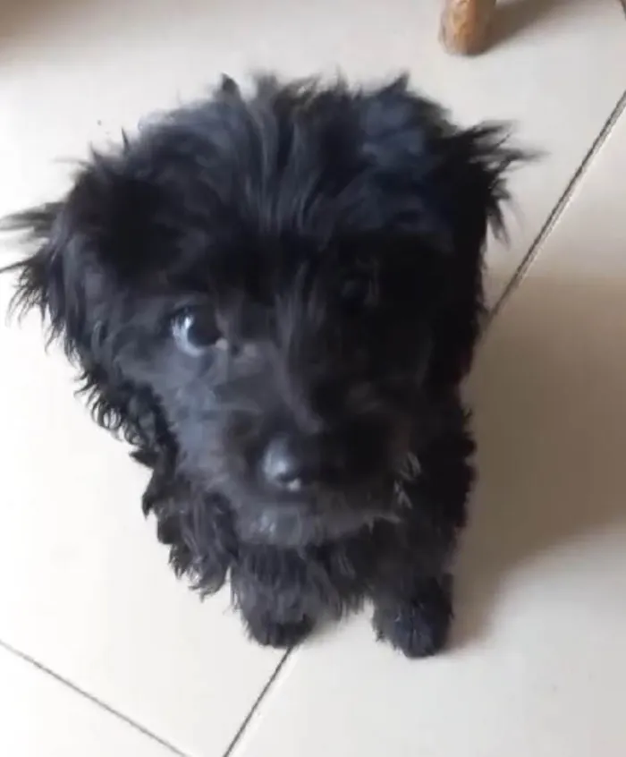 Cachorro ra a SRD-ViraLata idade 2 a 6 meses nome Jade