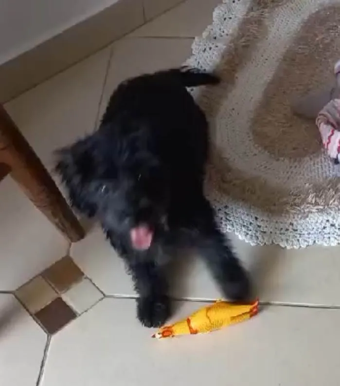Cachorro ra a SRD-ViraLata idade 2 a 6 meses nome Jade
