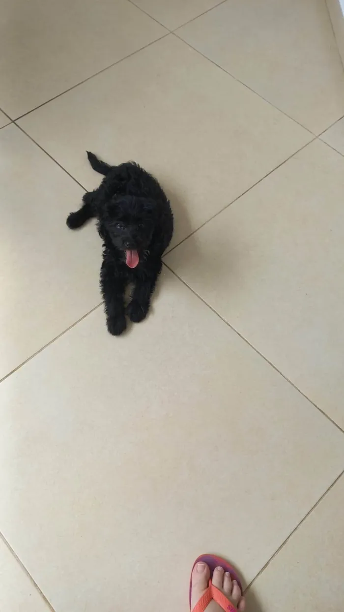 Cachorro ra a SRD-ViraLata idade 2 a 6 meses nome Jade