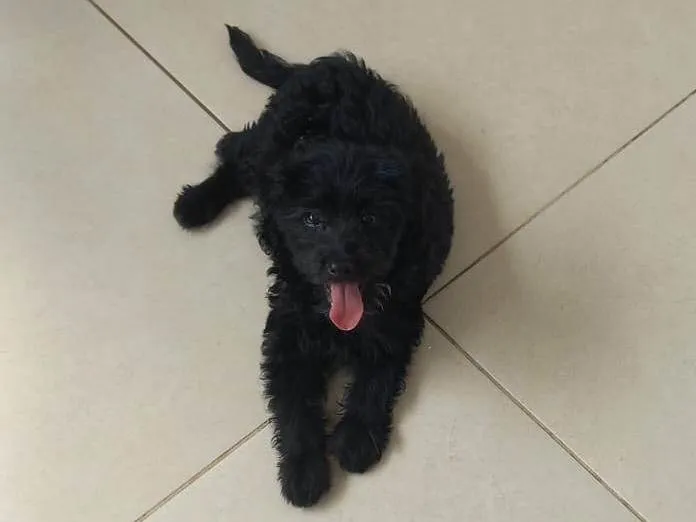 Cachorro ra a SRD-ViraLata idade 2 a 6 meses nome Jade