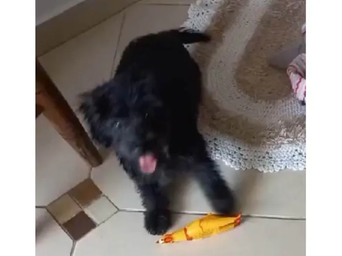 Cachorro ra a SRD-ViraLata idade 2 a 6 meses nome Jade