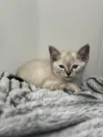 Gatinha Jade
