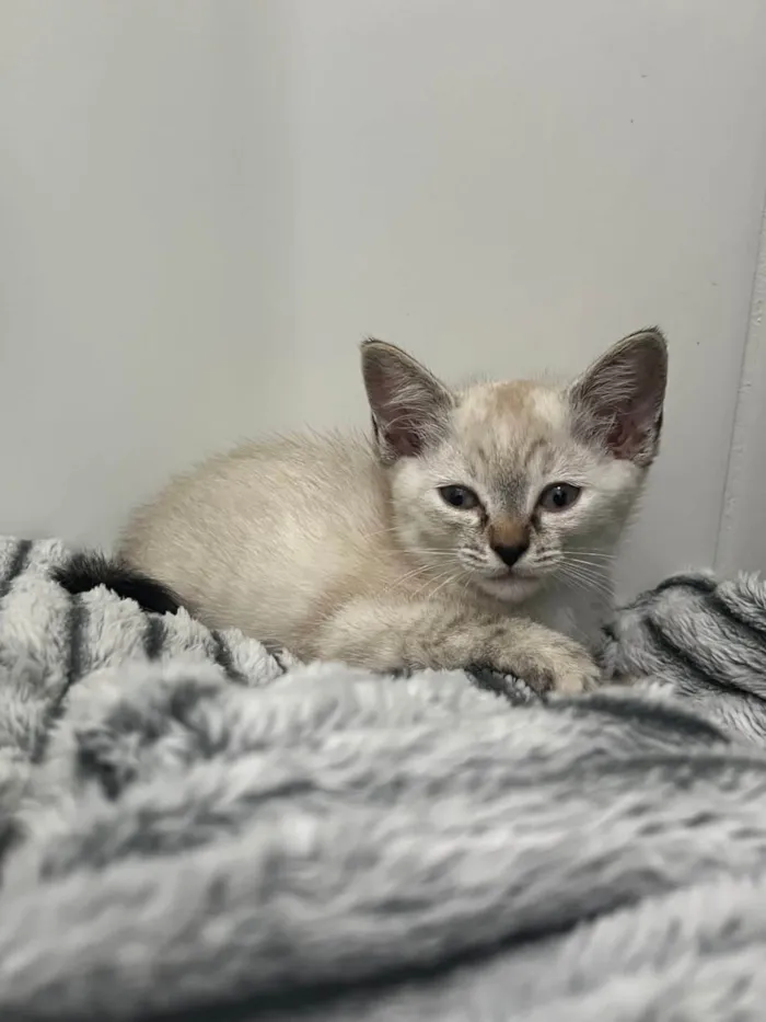 Gato ra a SRD-ViraLata idade 2 a 6 meses nome Gatinha Jade