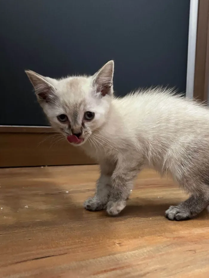 Gato ra a SRD-ViraLata idade 2 a 6 meses nome Gatinha Jade