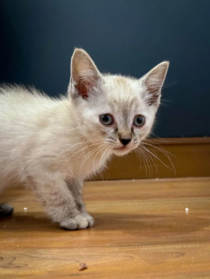 Gato ra a SRD-ViraLata idade 2 a 6 meses nome Gatinha Jade