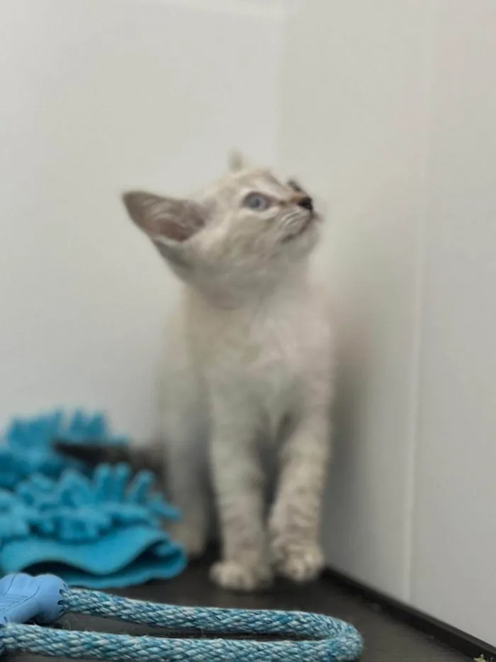 Gato ra a SRD-ViraLata idade 2 a 6 meses nome Gatinha Jade