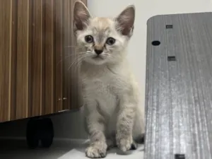 Gato raça SRD-ViraLata idade 2 a 6 meses nome Gatinha Jade