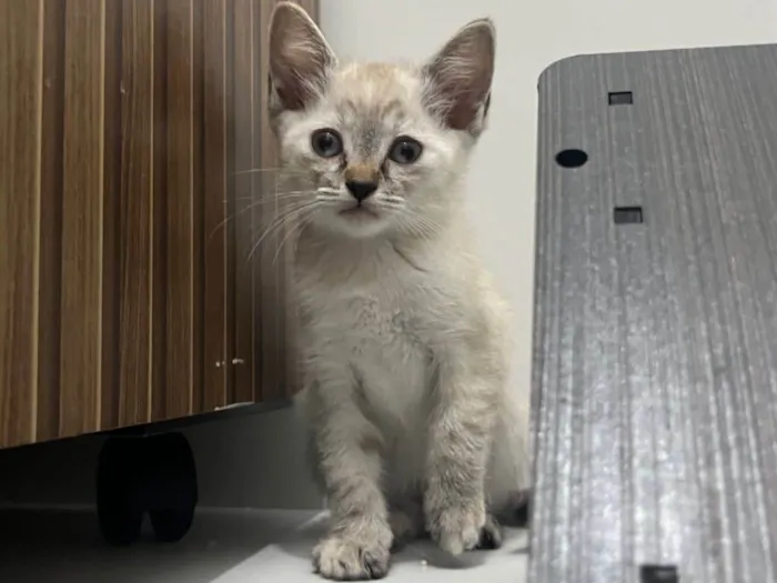 Gato ra a SRD-ViraLata idade 2 a 6 meses nome Gatinha Jade