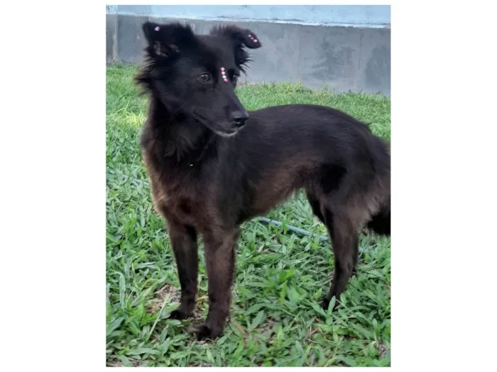 Cachorro ra a SRD-ViraLata idade 1 ano nome Amora