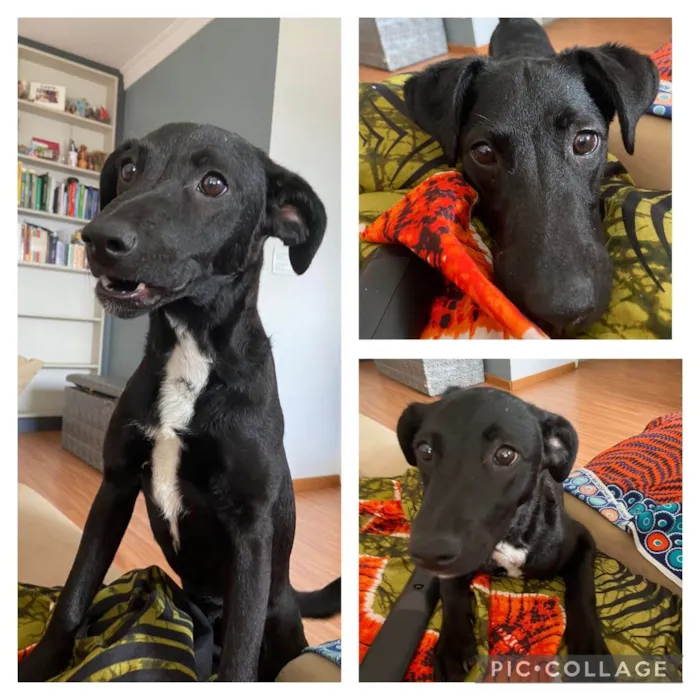 Cachorro ra a SRD-ViraLata idade 7 a 11 meses nome Dory