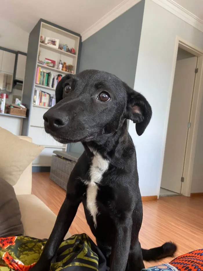 Cachorro ra a SRD-ViraLata idade 7 a 11 meses nome Dory
