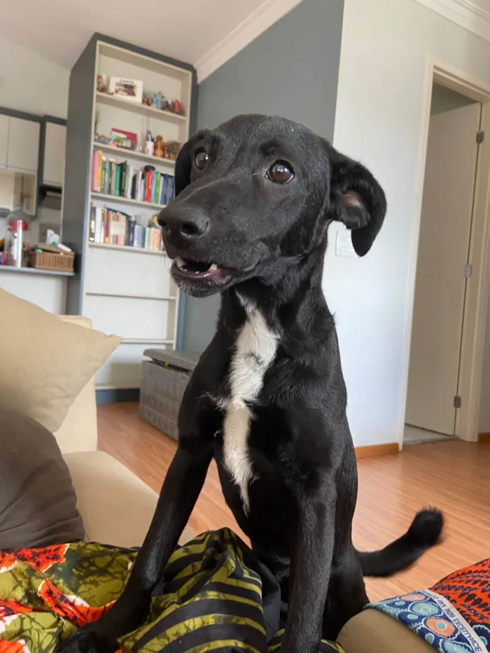 Cachorro ra a SRD-ViraLata idade 7 a 11 meses nome Dory